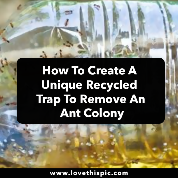 How To Create A Unique Recycled Trap To Remove An Ant Colony