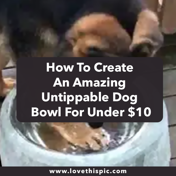How To Create An Amazing Untippable Dog Bowl For Under $10