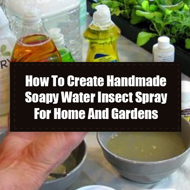 How To Create Handmade Soapy Water Insect Spray For Home And Gardens