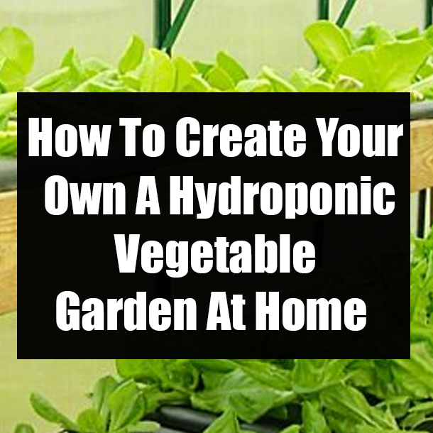 How To Create Your Own A Hydroponic Vegetable Garden At Home
