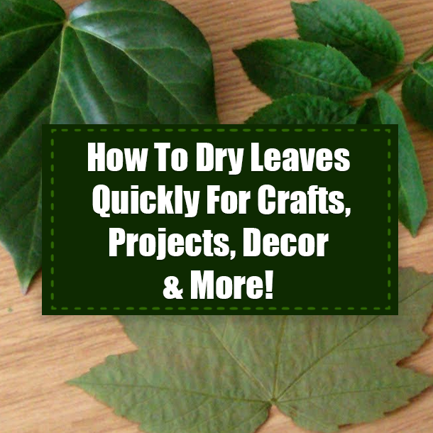 How To Dry Leaves Quickly For Crafts, Projects, Decor & More!