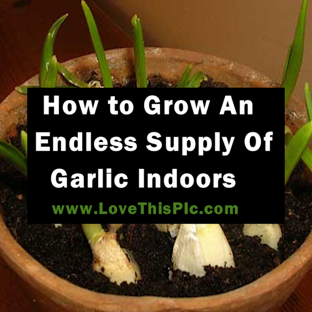 How To Easily Grow An Endless Supply of Garlic Indoors