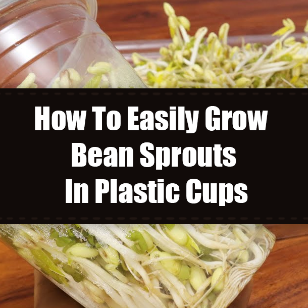 How To Easily Grow Bean Sprouts In Plastic Cups