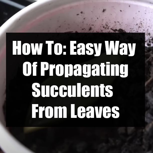 How To: Easy Way Of Propagating Succulents From Leaves