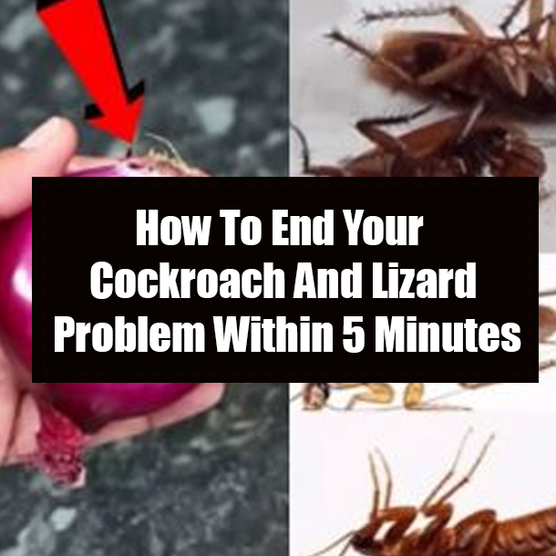 How To End Your Cockroach And Lizard Problem Within 5 Minutes