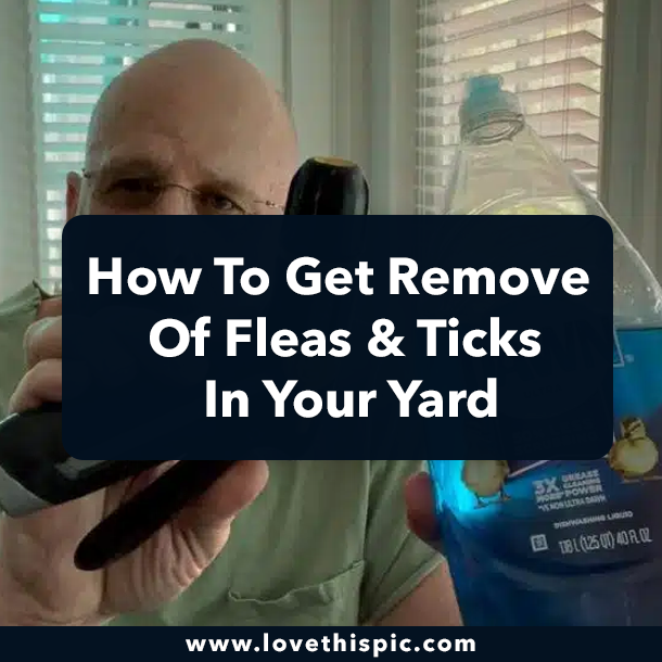 How To Get Remove Of Fleas & Ticks In Your Yard