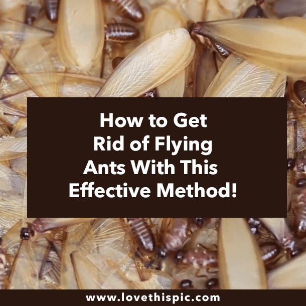 How to Get Rid of Flying Ants With This Effective Method!