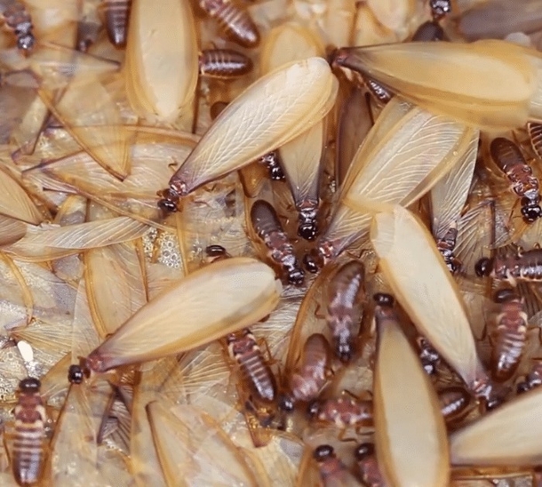 How to Get Rid of Flying Ants With This Effective Method! - picture 2