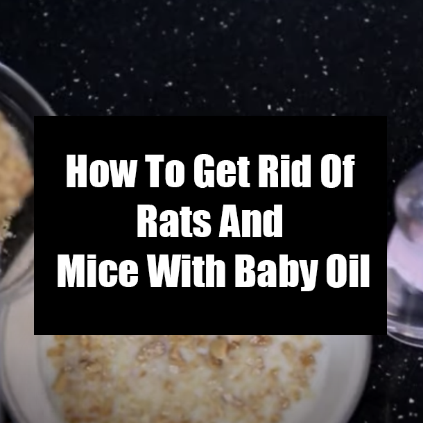 How To Get Rid Of Rats And Mice With Baby Oil