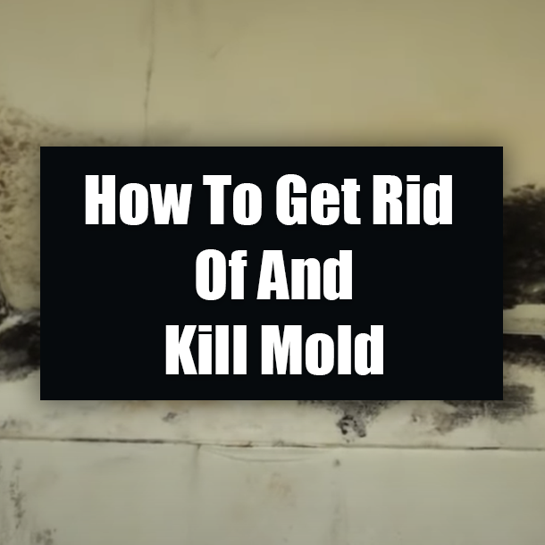 How To Get Ride Of And Kill Mold