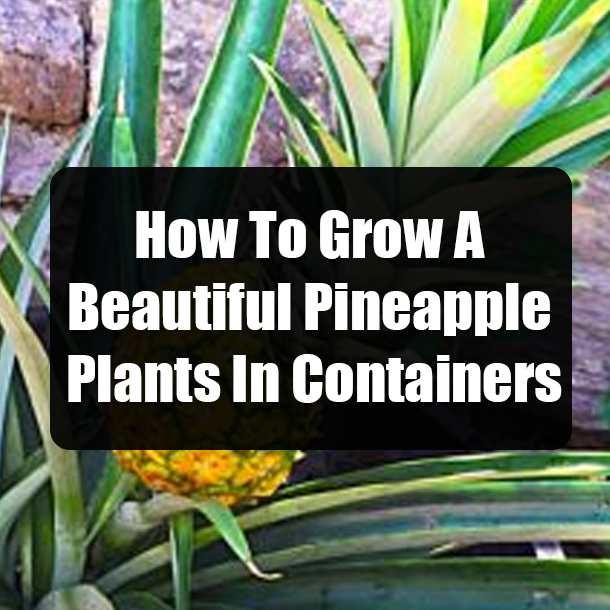 How To Grow A Beautiful Pineapple Plants In Containers