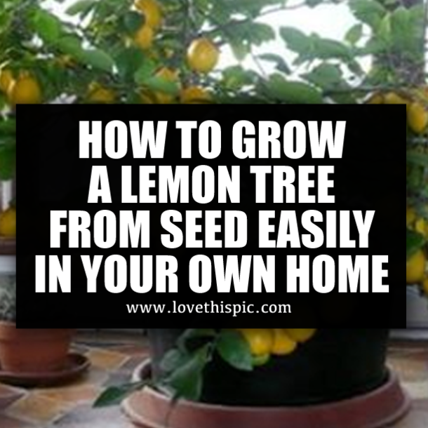 HOW TO GROW A LEMON TREE FROM SEED EASILY IN YOUR OWN HOME