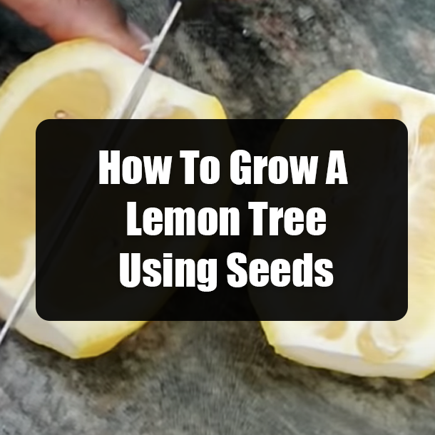 How To Grow A Lemon Tree Using Seeds