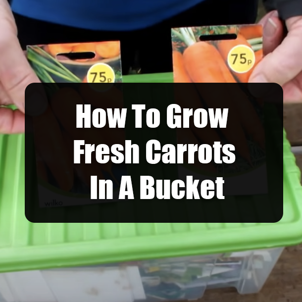 How To Grow Fresh Carrots In A Bucket
