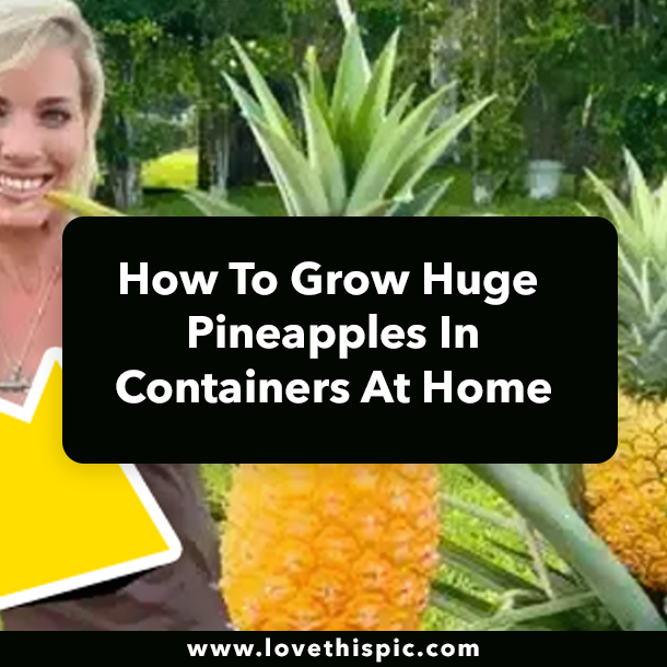 How To Grow Huge Pineapples In Containers At Home