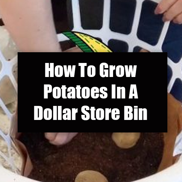 How To Grow Potatoes In A Dollar Store Bin
