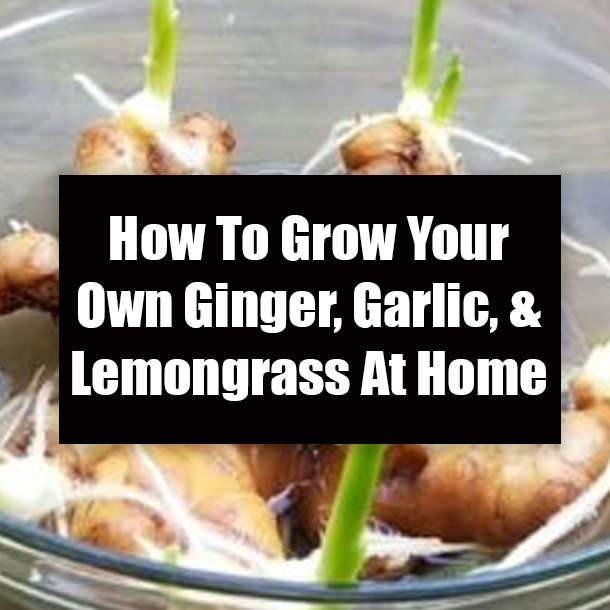 How To Grow Your Own Ginger, Garlic, & Lemongrass At Home