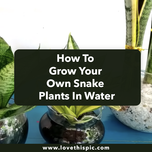 How To Grow Your Own Snake Plants In Water