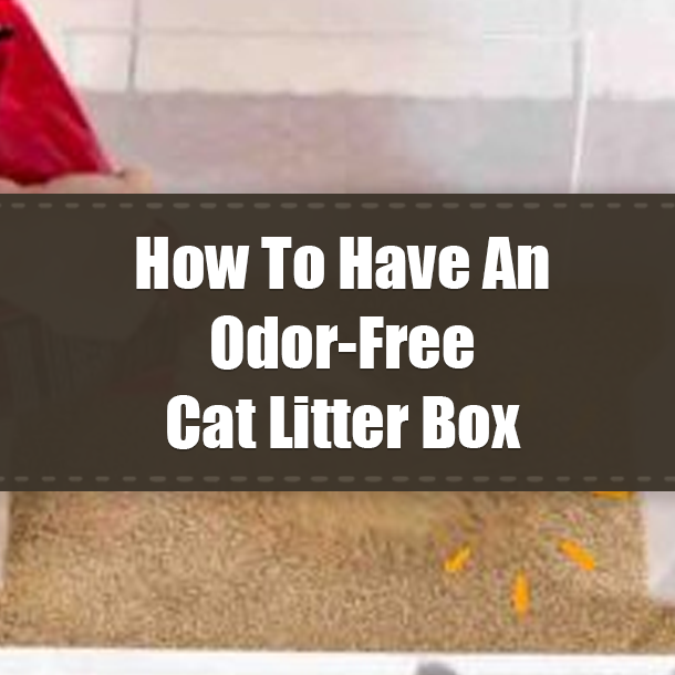 How To Have An Odor-Free Cat Litter Box