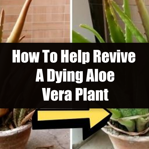 How To Help Revive A Dying Aloe Vera Plant