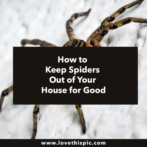 How to Keep Spiders Out of Your House for Good
