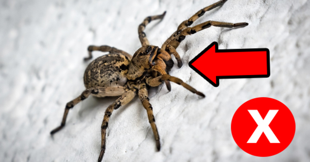How to Keep Spiders Out of Your House for Good - picture 2