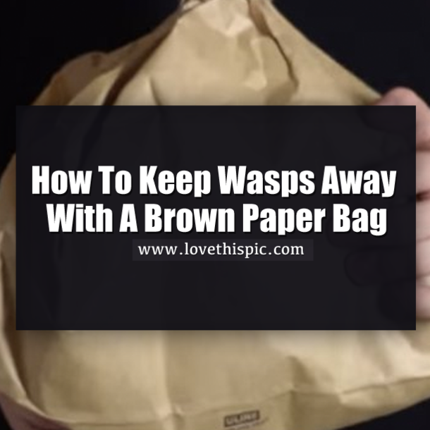 How To Keep Wasps Away With A Brown Paper Bag