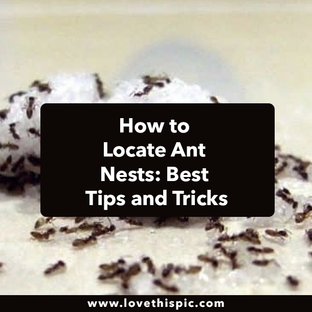 How to Locate Ant Nests: Best Tips and Tricks