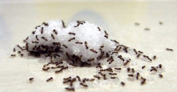 How to Locate Ant Nests: Best Tips and Tricks - picture 2