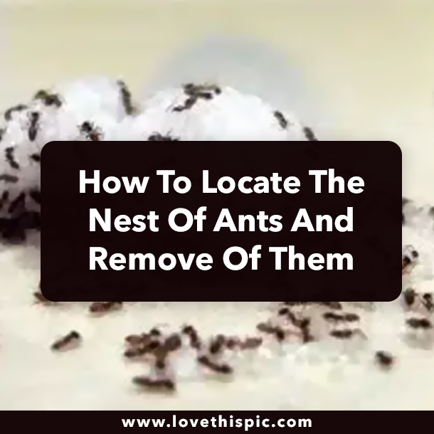 How To Locate The Nest Of Ants And Remove Of Them