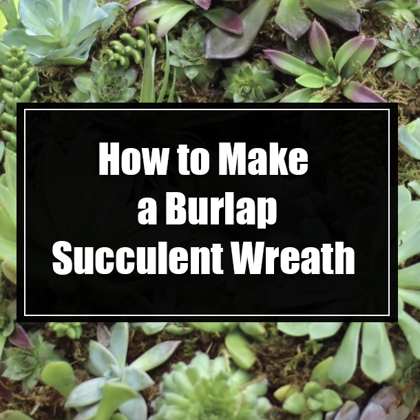 How to Make a Burlap Succulent Wreath