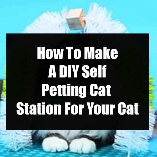 How To Make A DIY Self Petting Cat Station For Your Cat