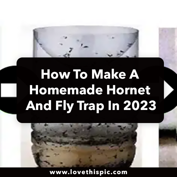 How To Make A Homemade Hornet And Fly Trap In 2023