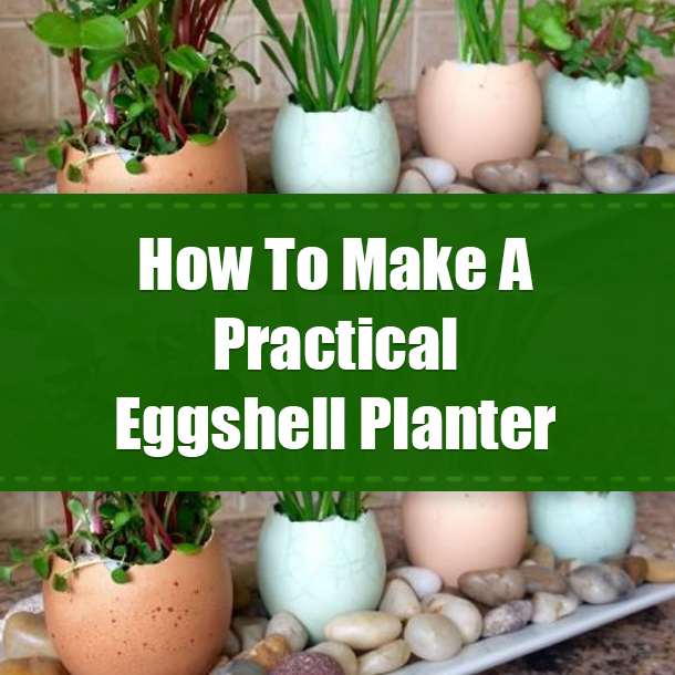 How To Make A Practical Eggshell Planter