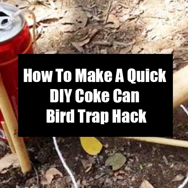 How To Make A Quick DIY Coke Can Bird Trap Hack