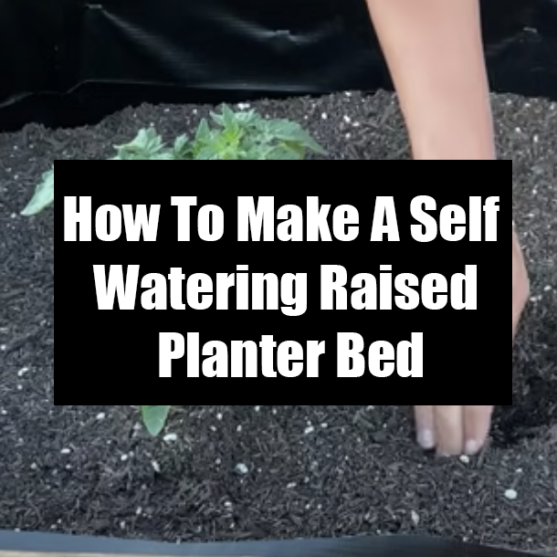 How To Make A Self Watering Raised Planter Bed