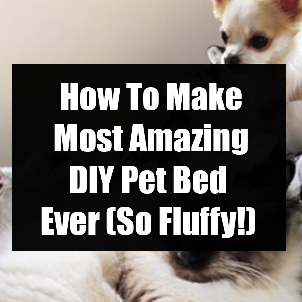 How To Make Most Amazing DIY Pet Bed Ever (So Fluffy!)