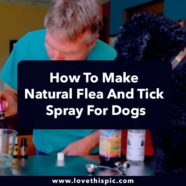 How To Make Natural Flea And Tick Spray For Dogs