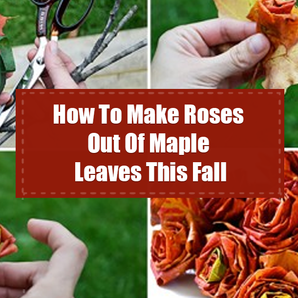 How To Make Roses Out Of Maple Leaves This Fall