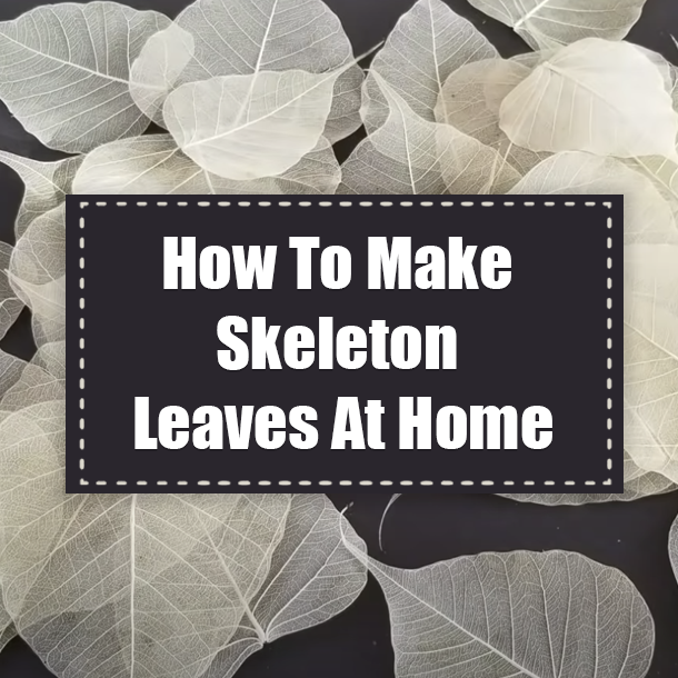 How To Make Skeleton Leaves At Home