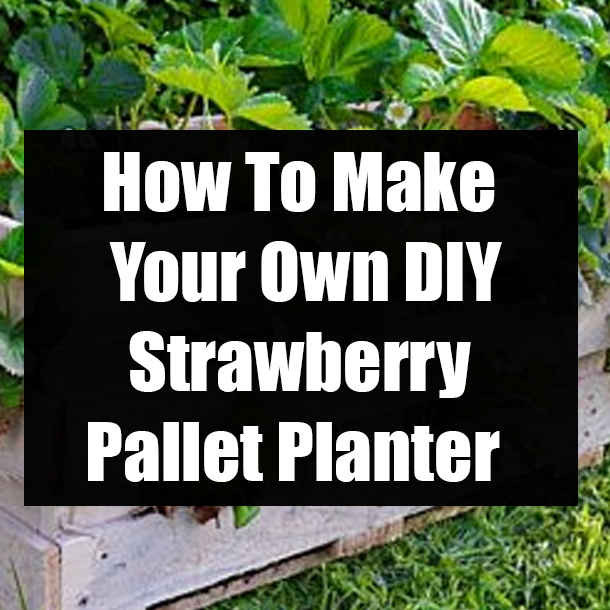 How To Make Your Own DIY Strawberry Pallet Planter