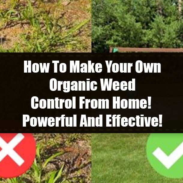 How To Make Your Own Organic Weed Control From Home! Powerful And Effective!