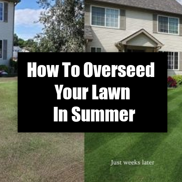 How To Overseed Your Lawn In Spring