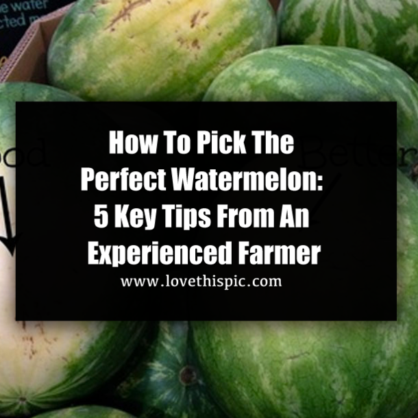 How To Pick The Perfect Watermelon: 5 Key Tips From An Experienced Farmer