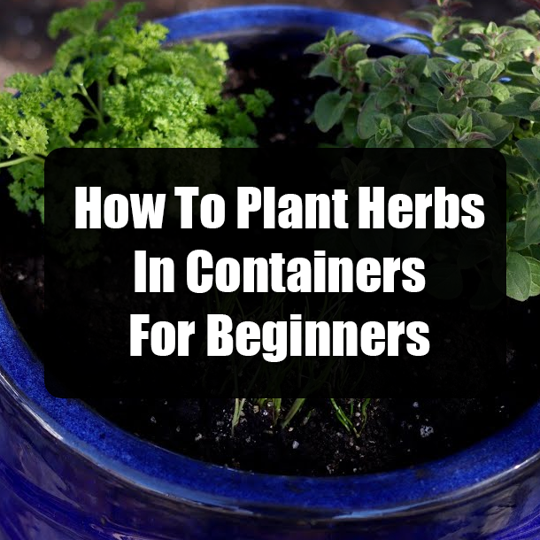 How To Plant Herbs In Containers For Beginners