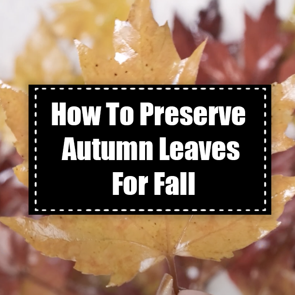How To Preserve Autumn Leaves For Fall