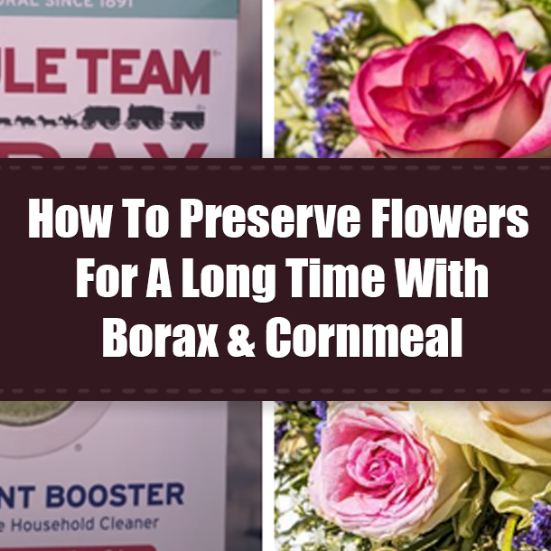 How To Preserve Flowers For A Long Time With Borax & Cornmeal