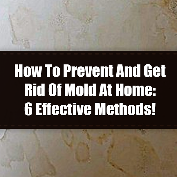 How To Prevent And Get Rid Of Mold At Home: 6 Effective Methods!
