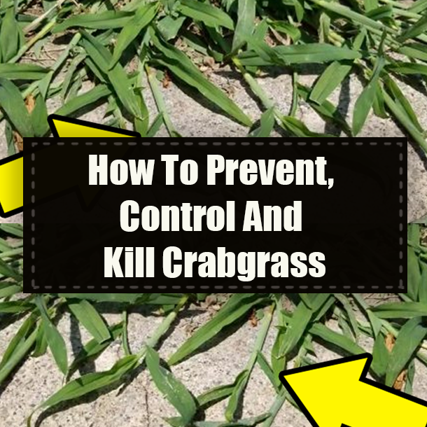 How To Prevent, Control And Kill Crabgrass