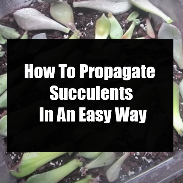 How To Propagate Succulents In An Easy Way